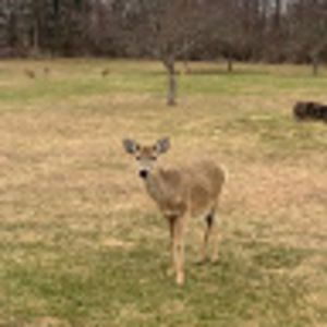 Meet your Posher, Josie